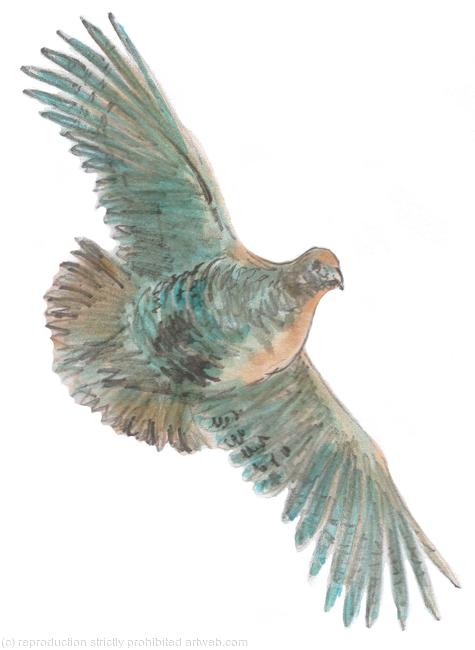 Partridge, English, possible shoot card image