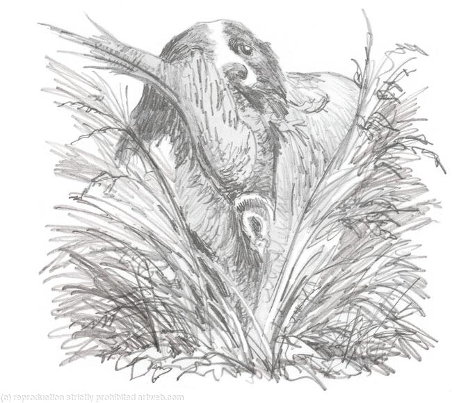Springer pencil drawing, possible shoot card image