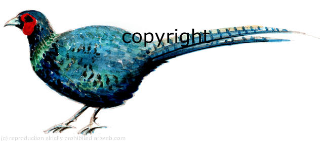 Melanistic pheasant painting for possible bespoke shoot card layout