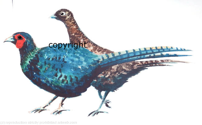 Pheasant melanistic brace possible shoot card image