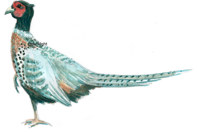 Pheasant greyback male colouredflippedcopyright