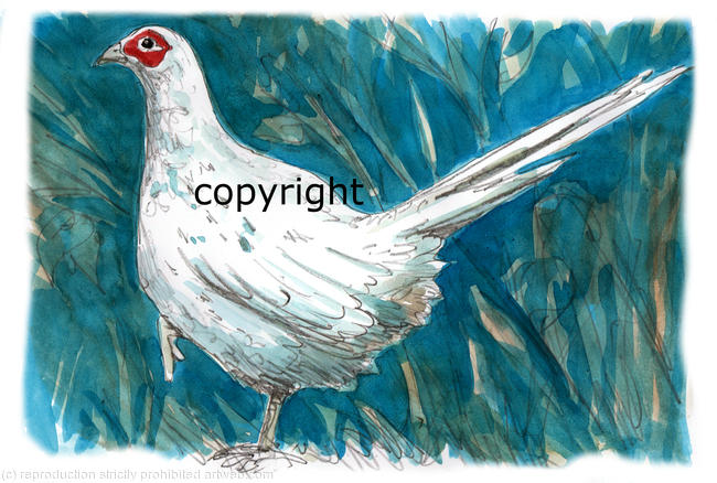 pheasant leucistic white possible bespoke shoot card image