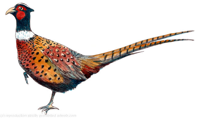 Ring neck pheasant colourful image that can be used on a bespoke shoot card