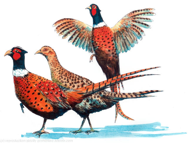 Three birds with shadow possible shoot card image