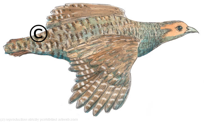 Partridge, English or Grey, image which can be used in a bespoke shoot card