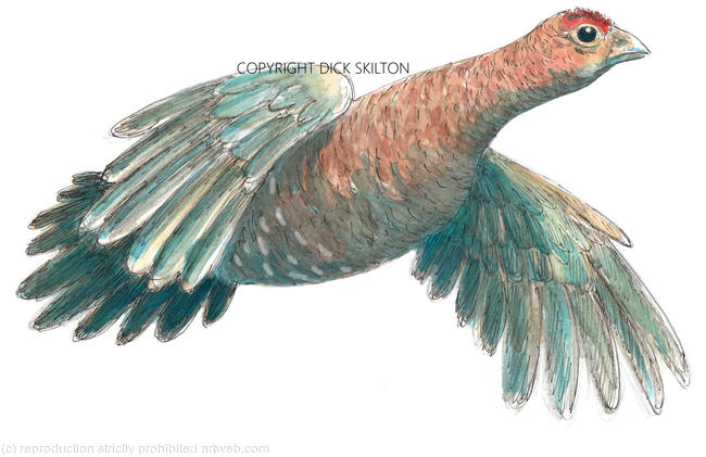 Red Grouse in flight. Possible shoot card image