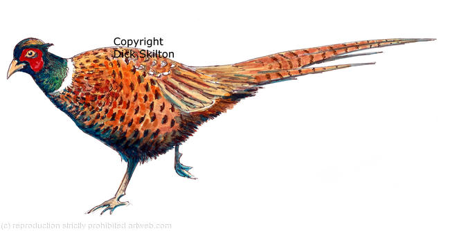 Pheasant running, possible shoot card image