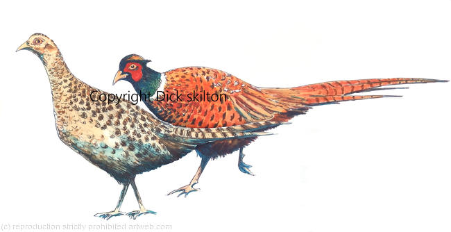 Pheasants male and female walking, possible shoot card image