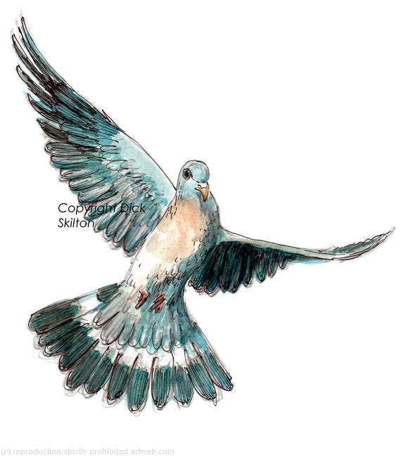 Wood pigeon, possible image for a bespoke shoot card