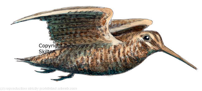 Woodcock for possible use on a bespoke shoot card