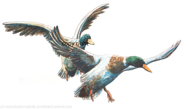 Ducks landing, possible image for bespoke shoot card