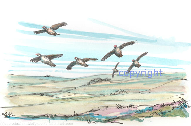moorland landscape with cuvvy of partridge possible image for shoot card