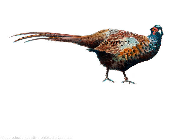 Pheasant part melanistic pencil pen watercolour for shoot card image