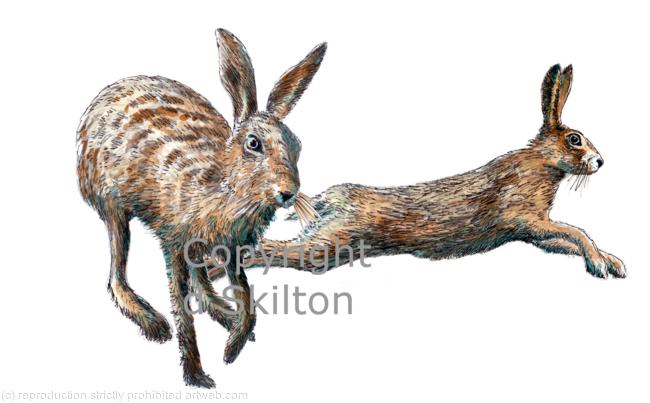 Two hares running, possible shoot card image or notelet image