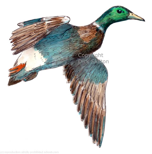 Duck mallard copyright possible shoot card image or for notelet or shoot party invitation.
