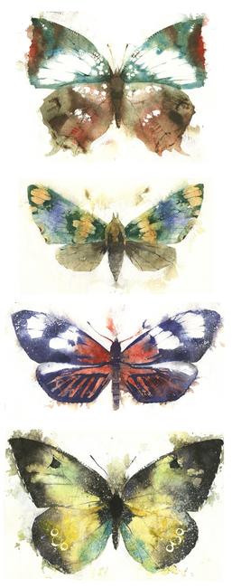 KO.35 butterflies moths 1