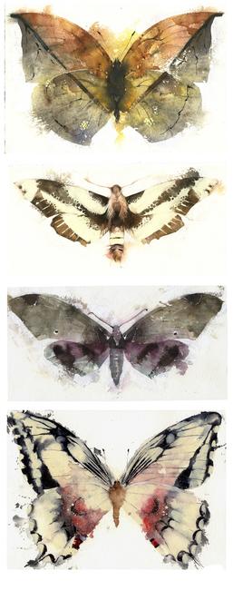 KO.34 butterflies moths 2