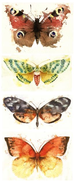 KO.33 butterflies moths 3