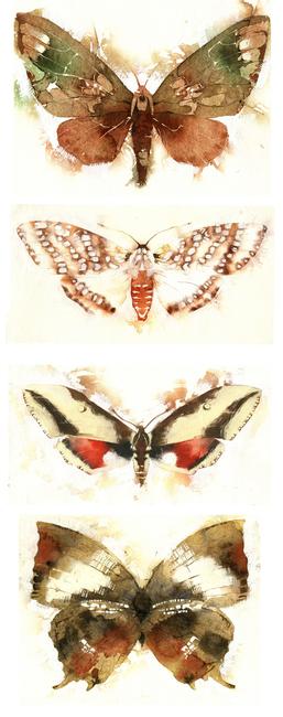 KO.32 butterflies moths 4