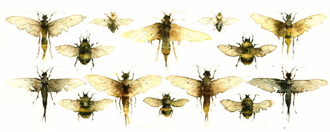 KO.25 woodwasps & bumblebees