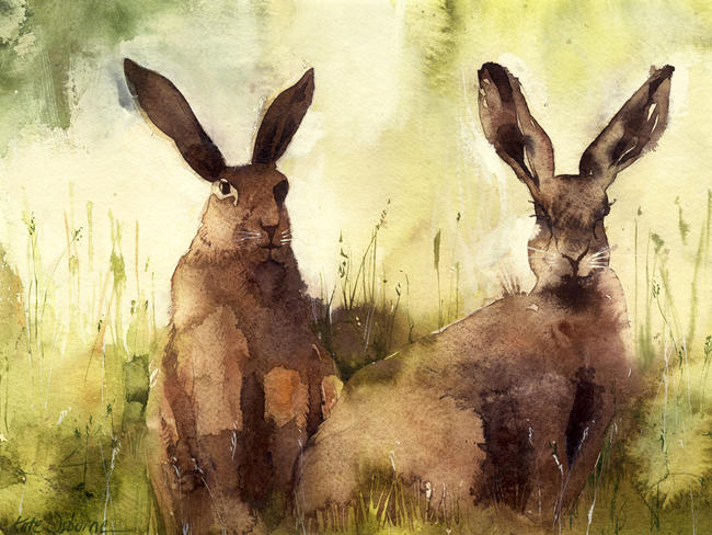 KO.29 hares