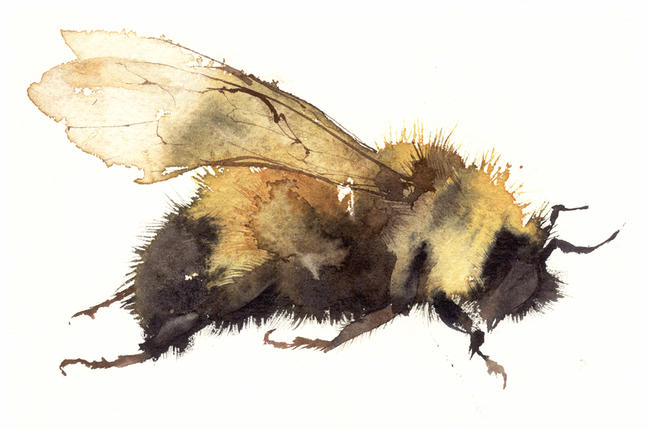 bee KO13