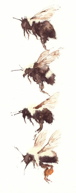 four bumble bees KO8
