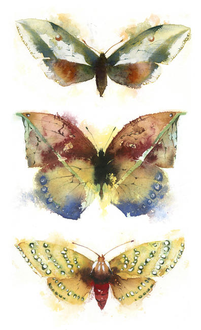 KO.51 butterflies moths 7