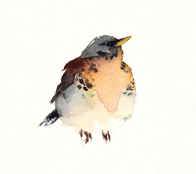 Fieldfare