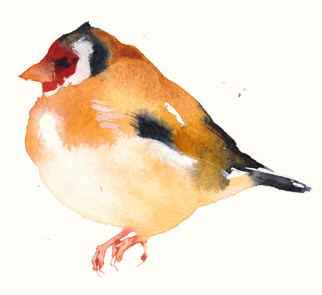 Goldfinch