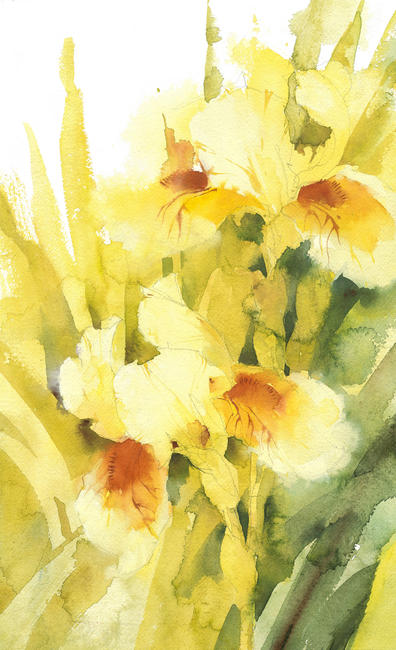 KO.96 cream iris