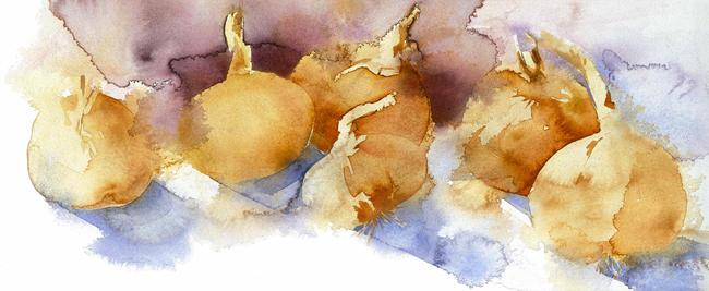 KO.94 spanish onions