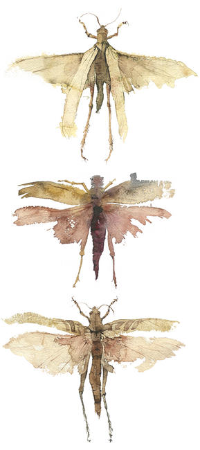 KO.58 three locusts