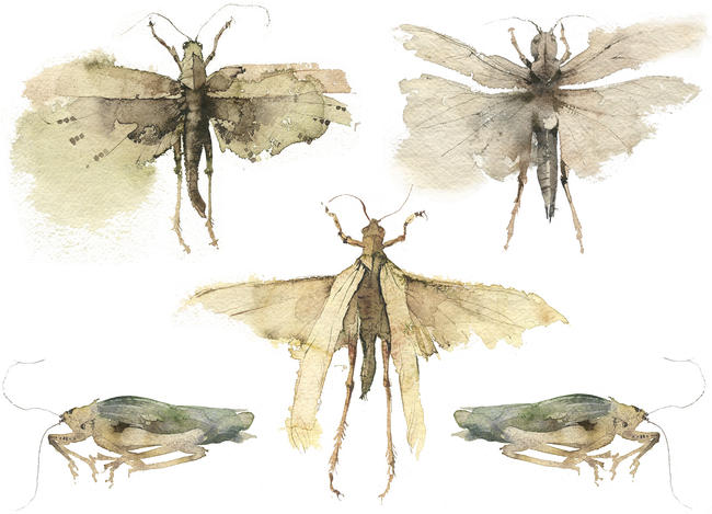 KO.57 locusts & crickets