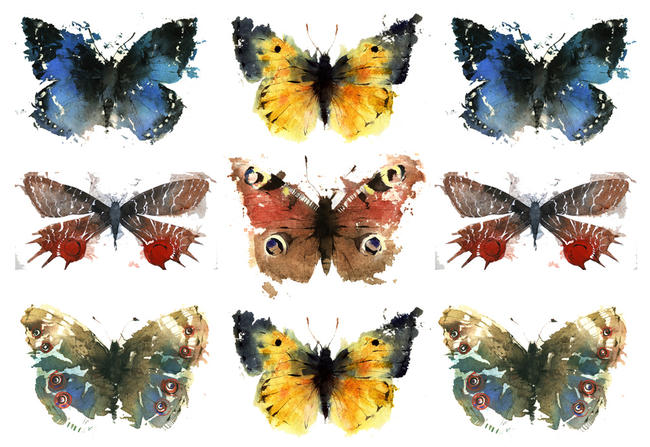 KO.42 the butterfly case