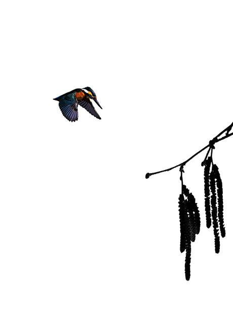 KIngfisher Hazel