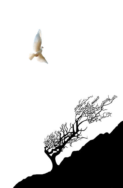 Dove Hawthorn