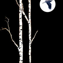 Heron Moon
