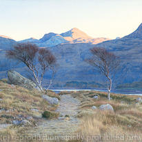 Evening Light