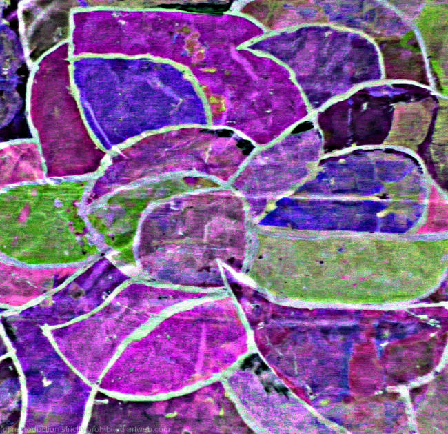 Iris white purple
