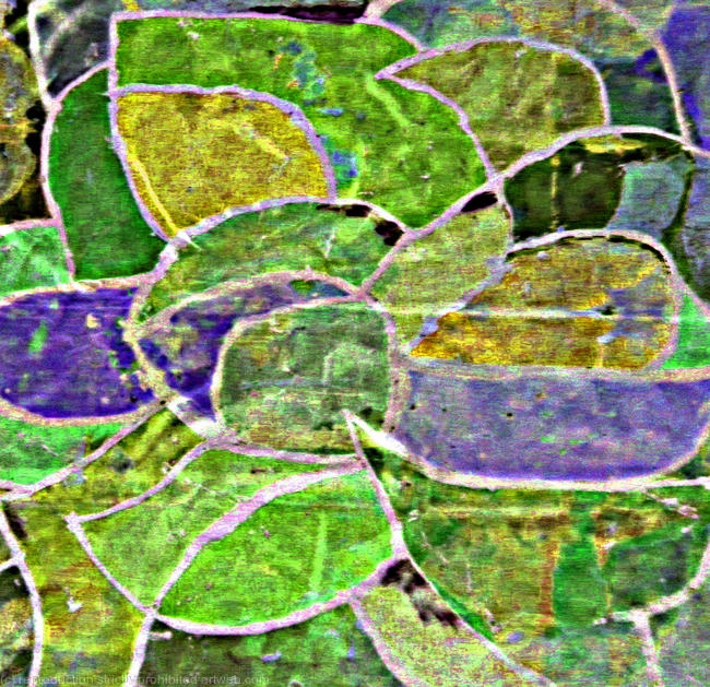 Iris white green
