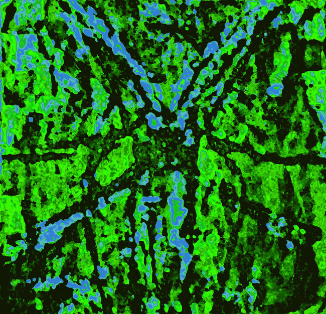 Dragonfly three tone print 15
