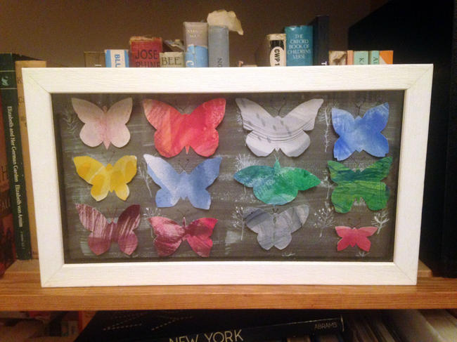 boxed butterflies