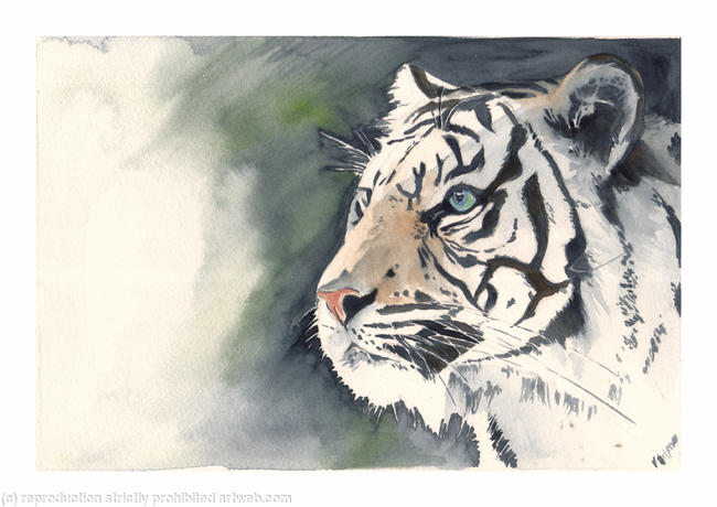 white tiger