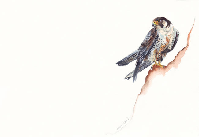 the peregrine