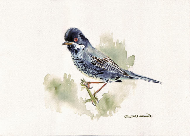 warbler