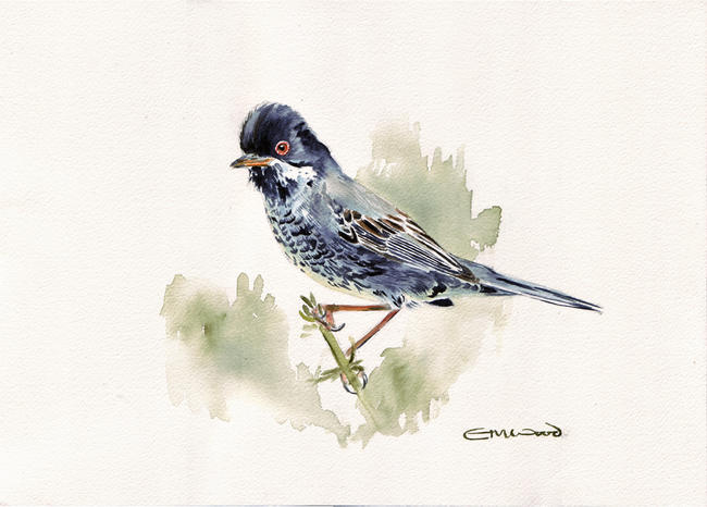 Cyprus warbler