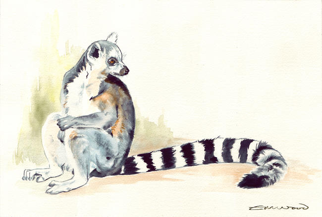 Ring-tailed
