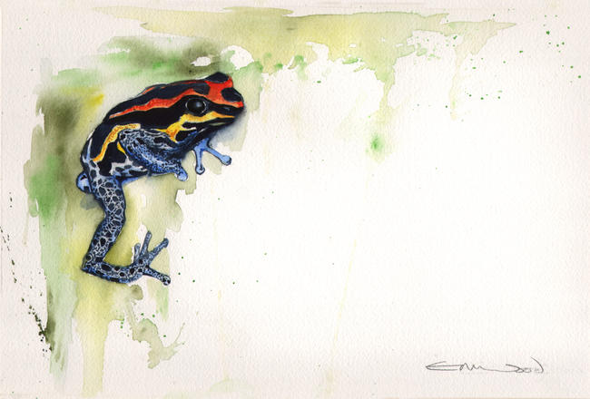 Frog for Sarah