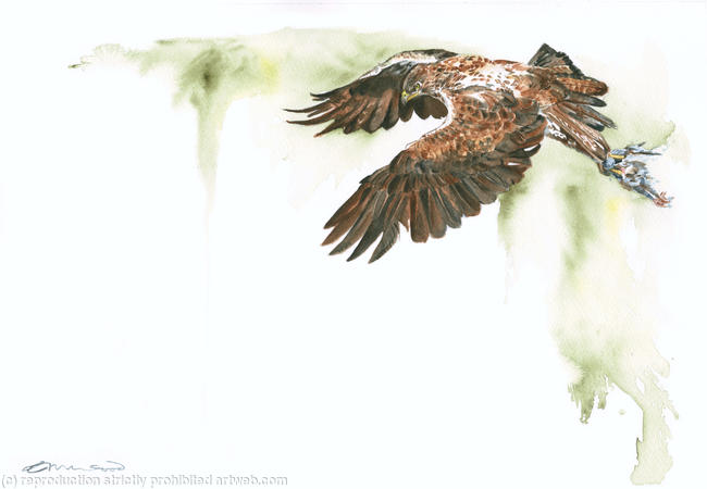 Bonelli's eagle